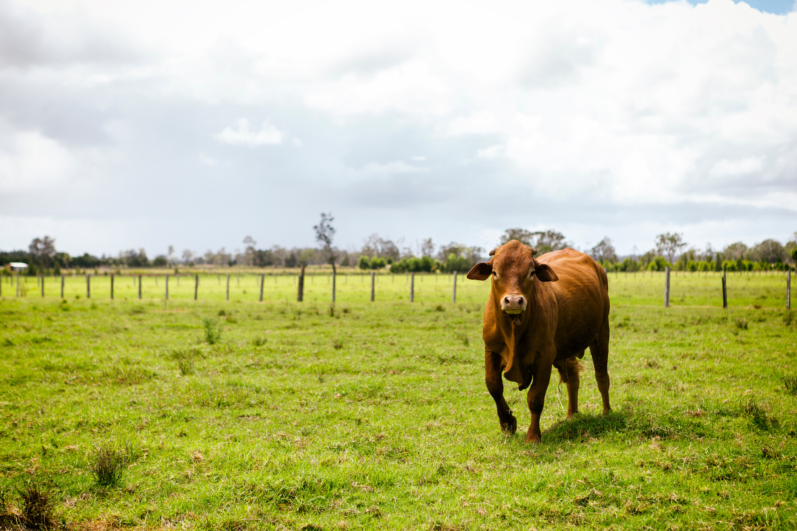 Red Angus Cattle
